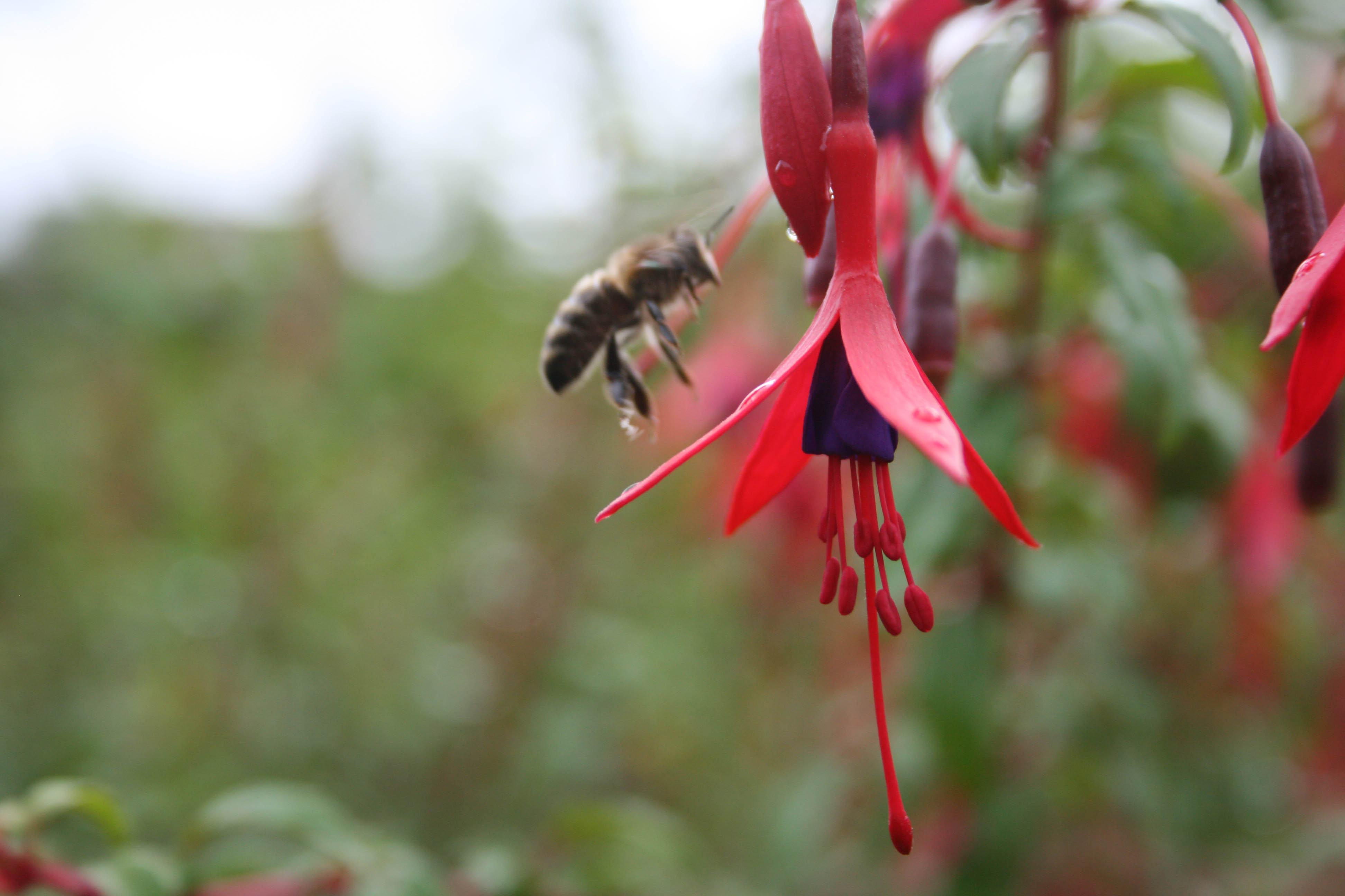bee and fuschia- photograph by justin bere.jpg